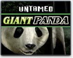 Microgaming Untamed Giant Panda